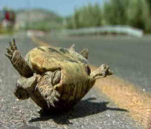 Survival Intuition Survival Intuition